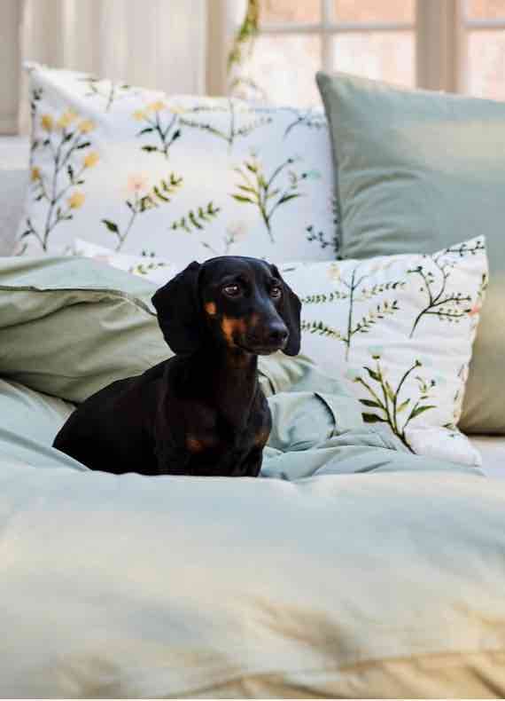 Schwarzer Dackel sitzt auf einem Bett mit hellgrüner Decke und Kissen mit zartem Blumenmuster