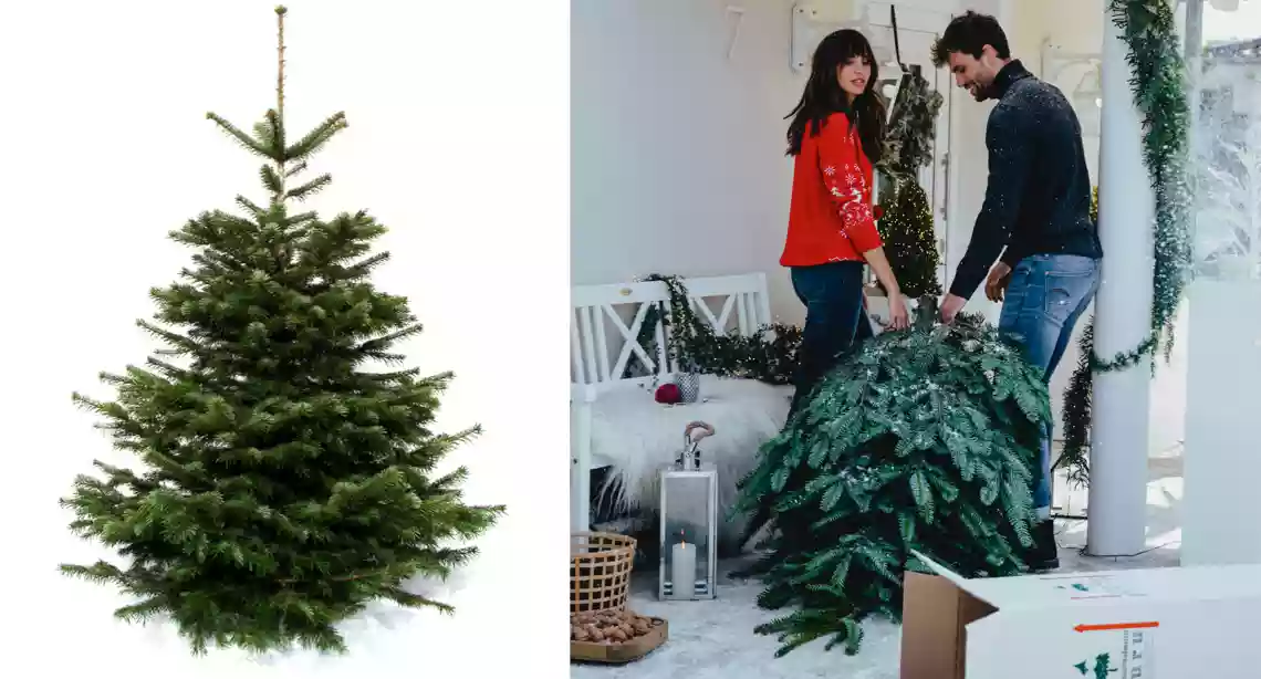 Weihnachtsbaum-Arten: Verschiedene Bäume im Vergleich | BAUR